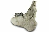 Fossil Titanothere (Megacerops) Jaw - South Dakota #300004-7